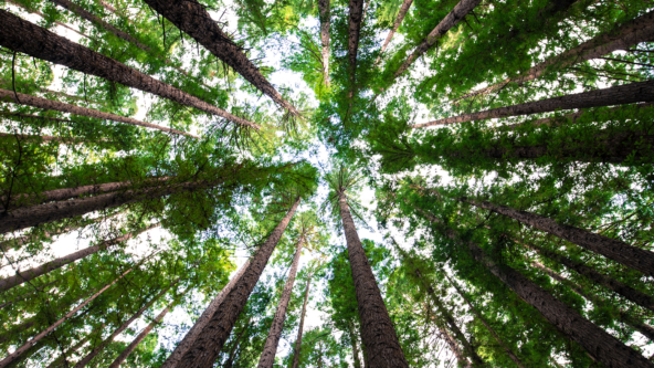 Investing in Renewable Energy Infrastructure – Leading the Way to Net Zero