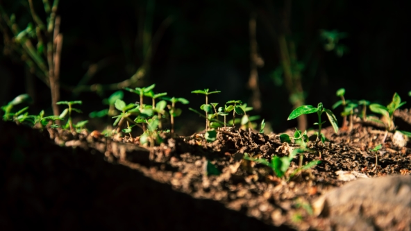 Where are the opportunities in growth capital?