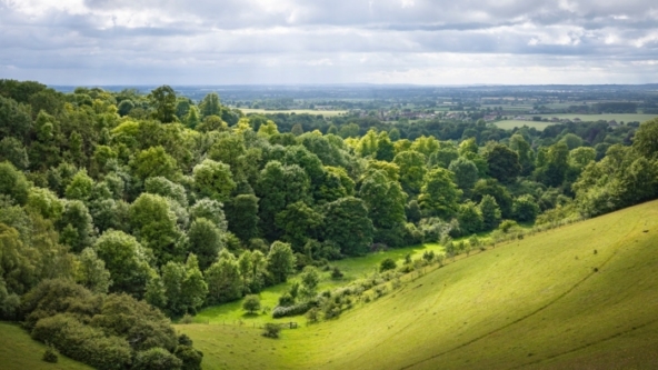 Picture of green valley with trees